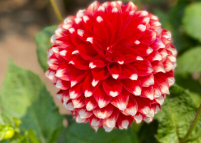 The Dahlia Garden San Fransisco Conservatory of Flowers