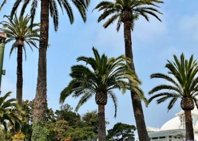 San Franscisco Conservatory Flower Museum Grounds Palm Trees