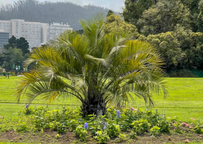 San Fransisco Conservatory of Flowers Outside Landscape - Mini Travel Adventures 4 Us