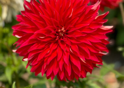 The Dahlia Garden San Fransisco Conservatory of Flowers