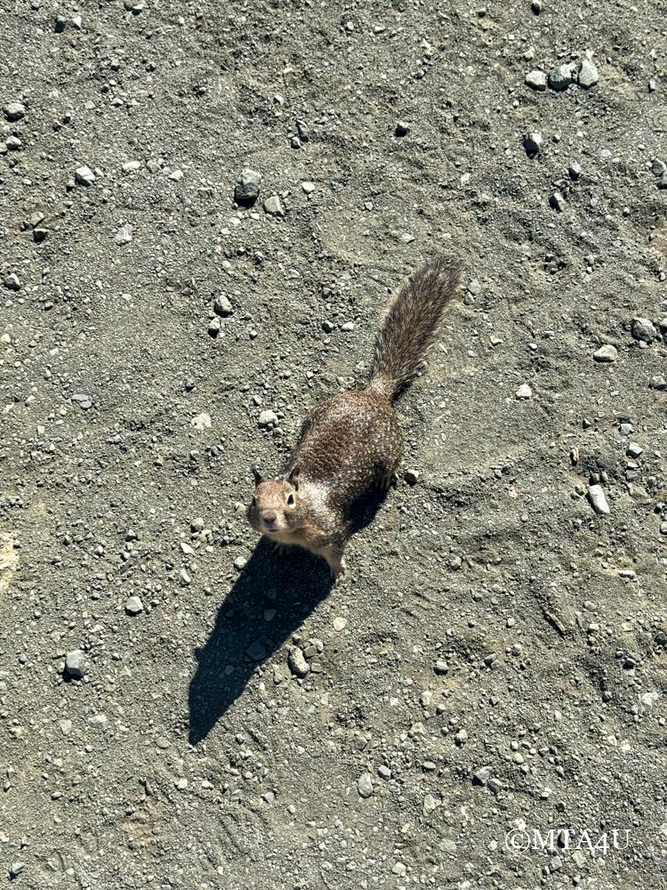 A close-up of a squirrel on the ground near San Simeon, California.