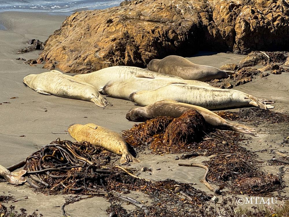 A close-up view of elephant seals resting on the beach near San Simeon, California.