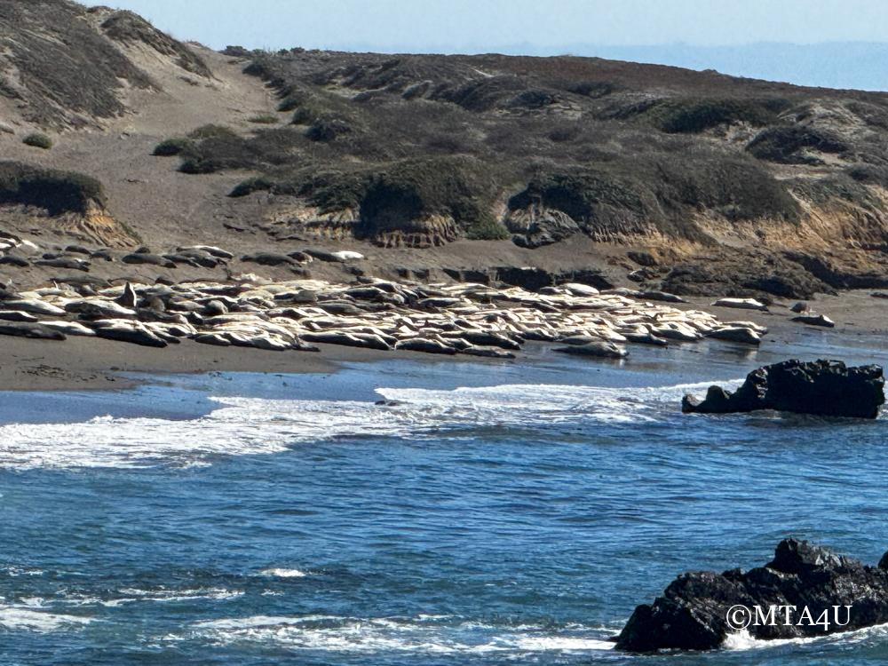 A distant view of elephant seals resting on the beach near San Simeon, California.