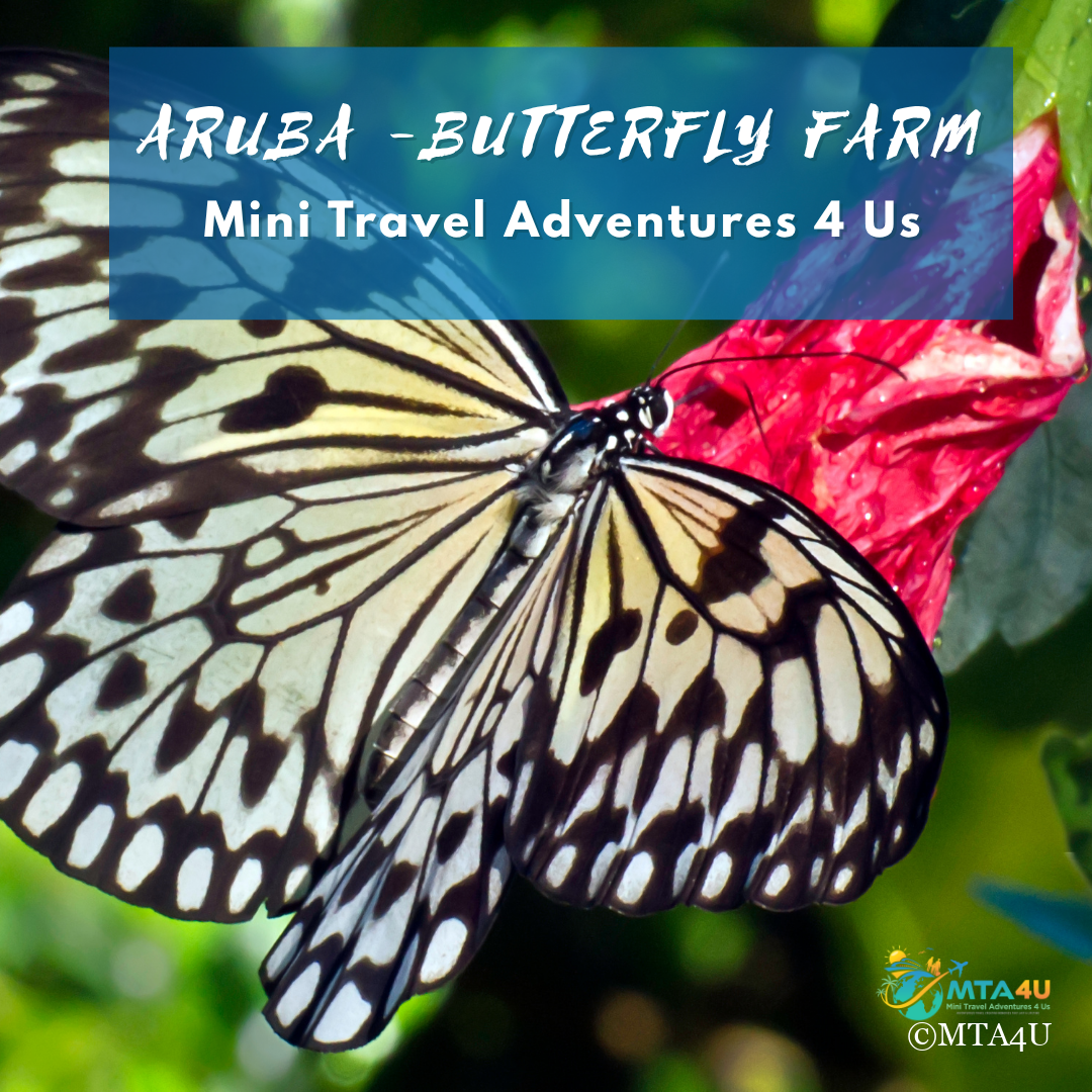 Aruba Butterfly Farm – Family Travel Experience Close-up of a butterfly at Aruba’s Butterfly Farm, one of the family-friendly attractions featured in this top 5 family getaways travel guide.