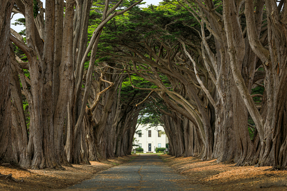 Cypress Tree Tunnel at Point Reyes National Seashore, a must-see stop on a Point Reyes day trip itinerary.