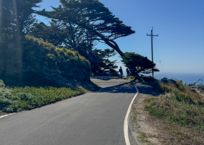 Scenic road leading to the Point Reyes Lighthouse, lined with windswept trees, part of a Point Reyes day trip itinerary.