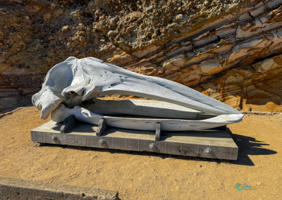 Whale skull display near the Point Reyes Lighthouse, a unique sight on a Point Reyes day trip itinerary.
