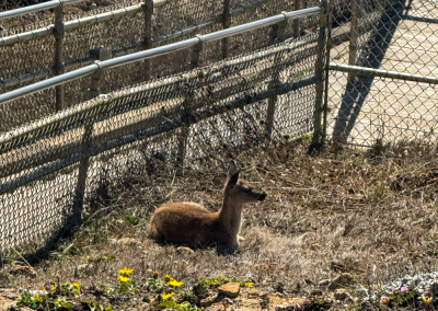 Deer resting near the steps to the Point Reyes Lighthouse, a wildlife encounter on a Point Reyes day trip itinerary.