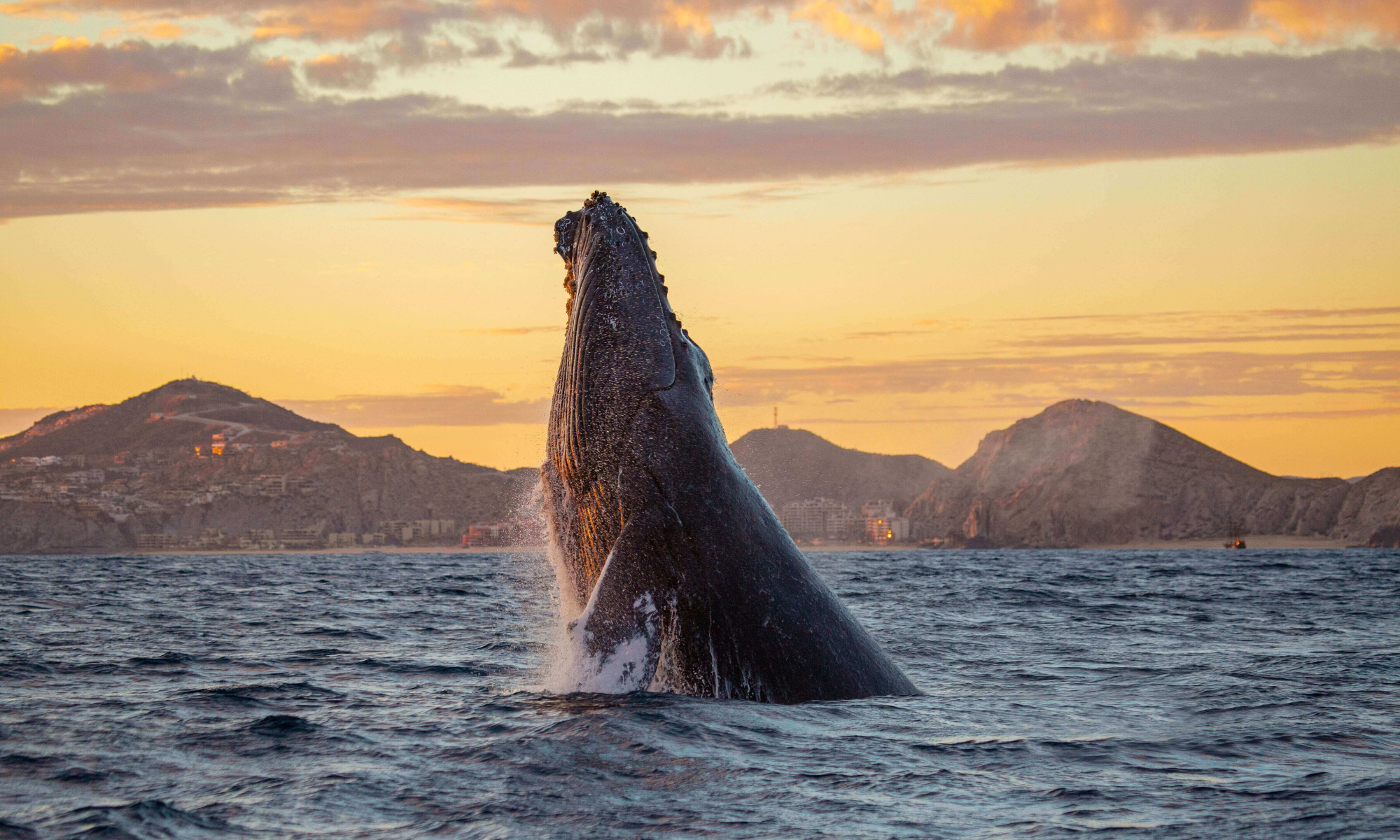Whale watching in Los Cabos during winter season.