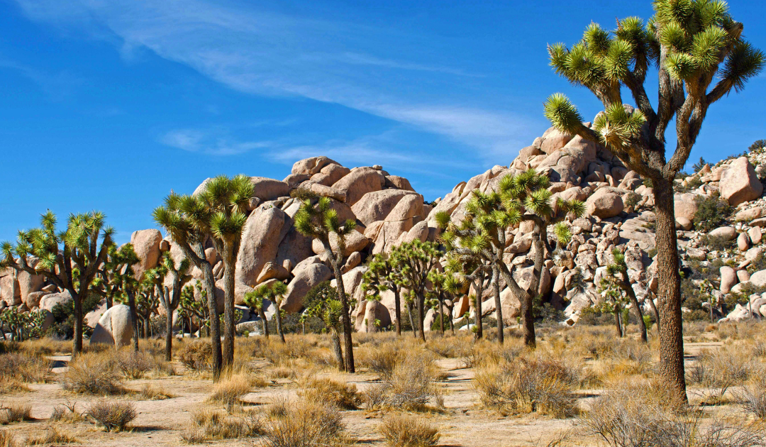 The Ultimate California Bucket List: 50 Epic Things to Do in the Golden State