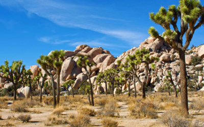 The Ultimate California Bucket List: 50 Epic Things to Do in the Golden State