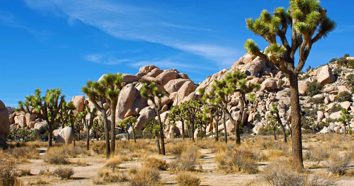 Joshua trees and desert rock formations under a bright blue sky in Joshua Tree National Park, California.