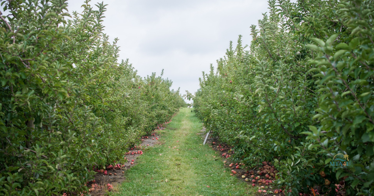 Rows of apple trees in a fall orchard with autumn colors, used for Apple Hill California travel content.