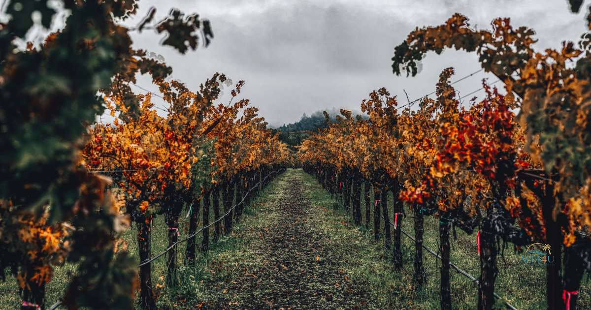 Vineyard rows with golden and orange fall foliage in Napa and Sonoma wine country, California.