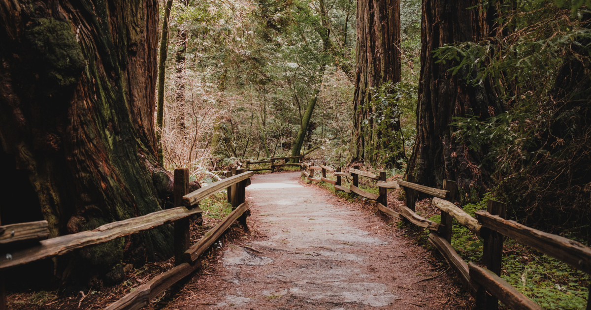 Empty trail winding through Muir Woods National Monument in Marin County, California.
