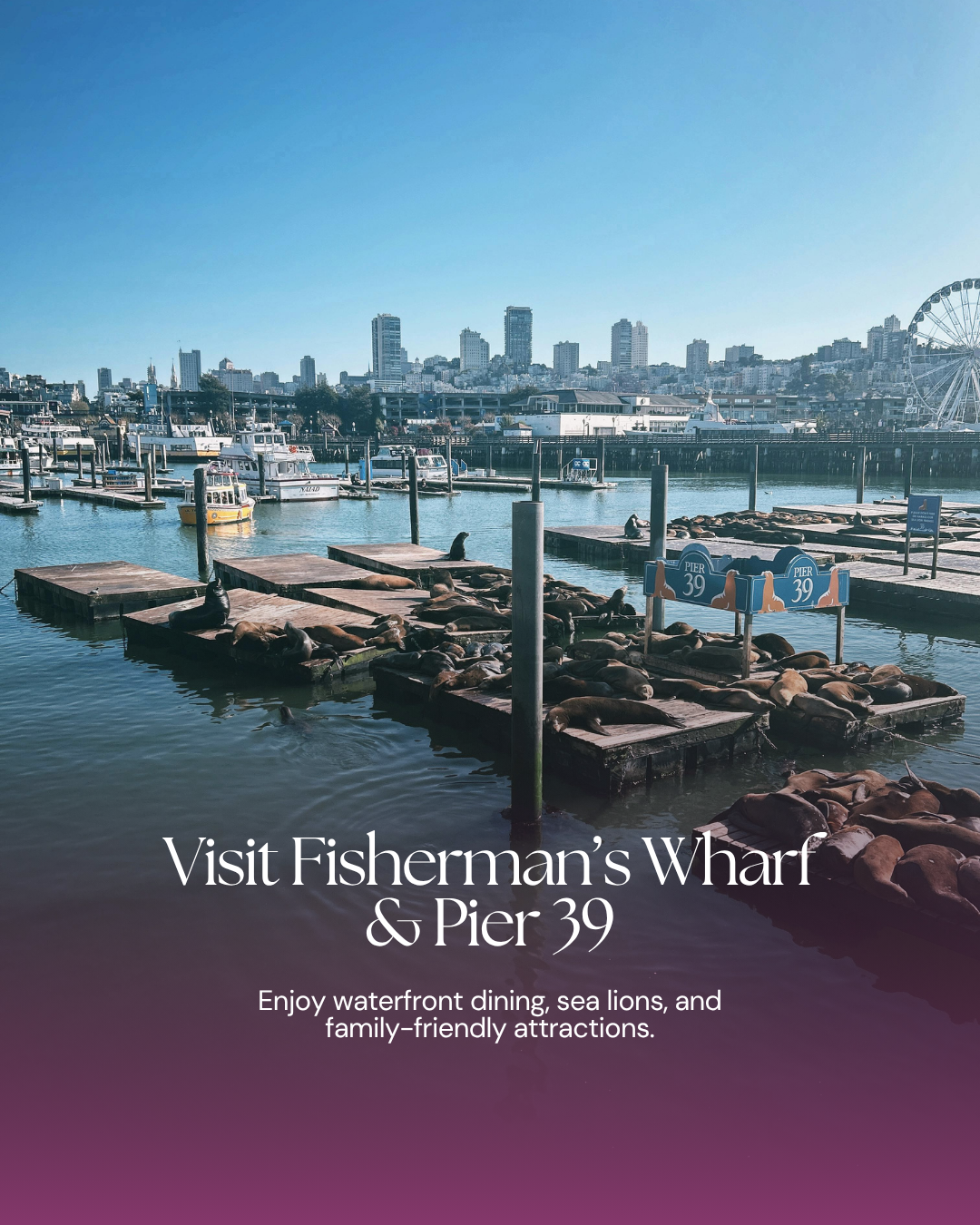 Pier 39 with sea lions on the docks in San Francisco.